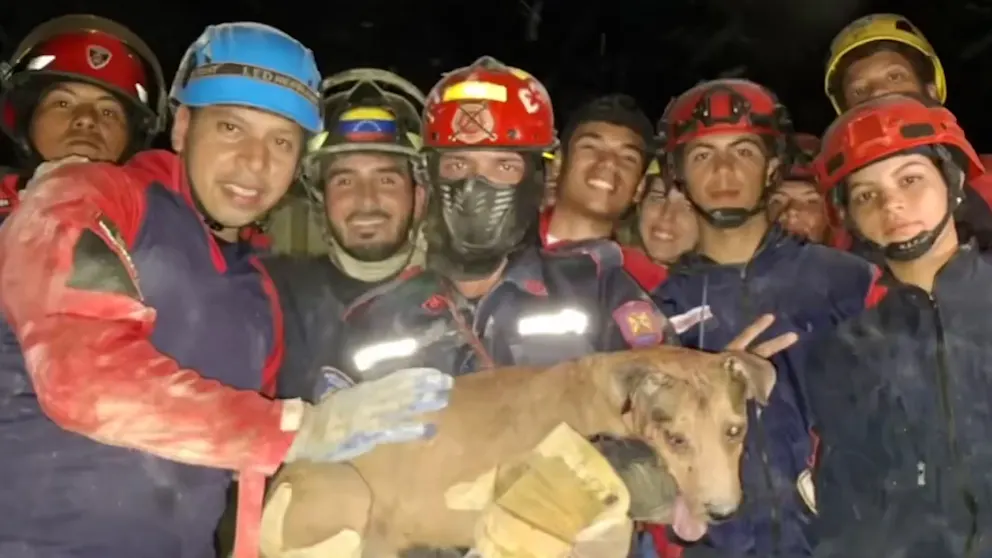 Entre derrumbes y réplicas, rescatistas en Venezuela también auxilian mascotas.webp